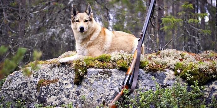 1920x1080 Nature, Hunting, Amazing, Windows Wallpapers,animals, Dogs,smart