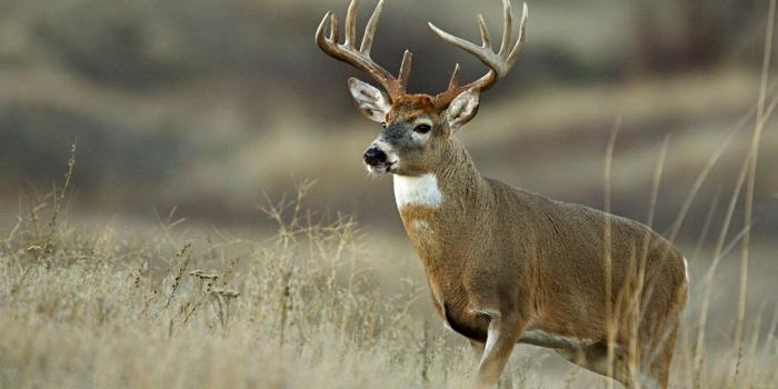 1240x830 Kentucky Fish and Wildlife Commission Proposes New Hunting