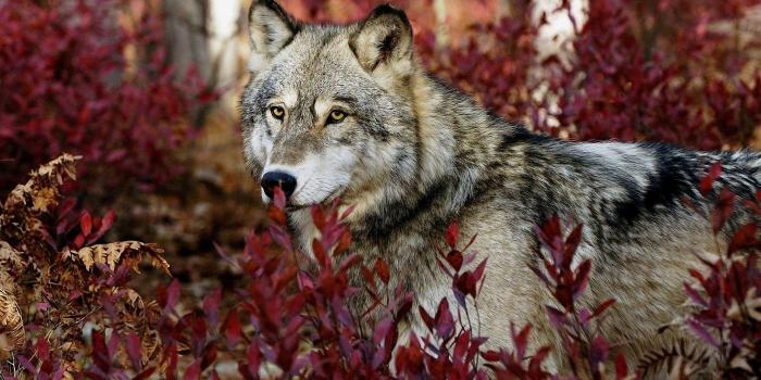 1920x1080 40 High Quality Hunting Wallpapers | Full HD Pictures