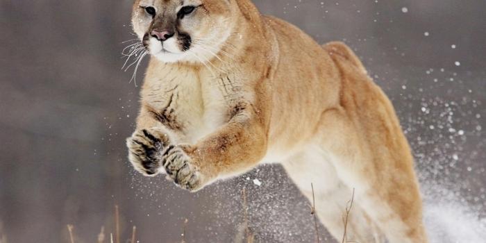 1920x1408 A beautiful puma at hunting - Wild animal wallpaper
