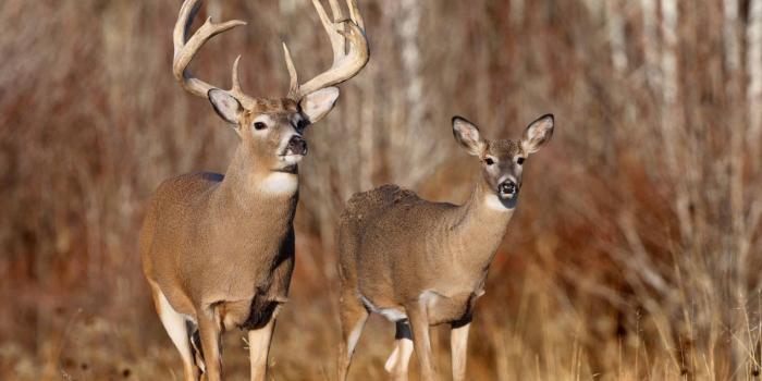 1600x1200 Hunting Season Maps and Safety Tips - MWCD