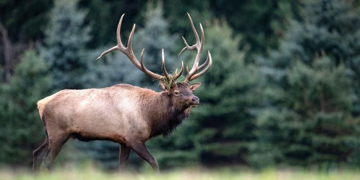 1920x1080 Rhode Island: Help ban cruel canned hunts - Animal Legal Defense Fund