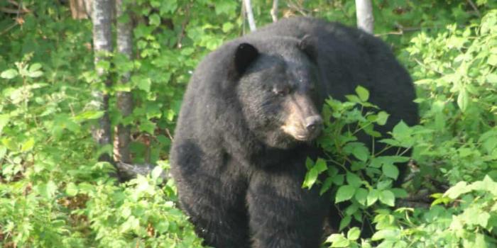 1024x768 Vermont bear hunters to aid wildlife scientists
