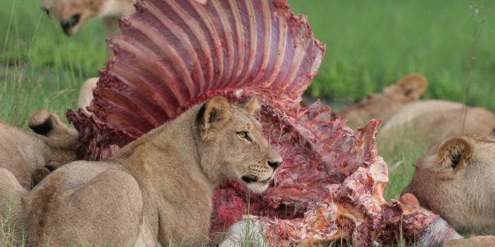 2560x1600 Animals Meat Feline Lions Hunting Eating Wallpaper - Facts About