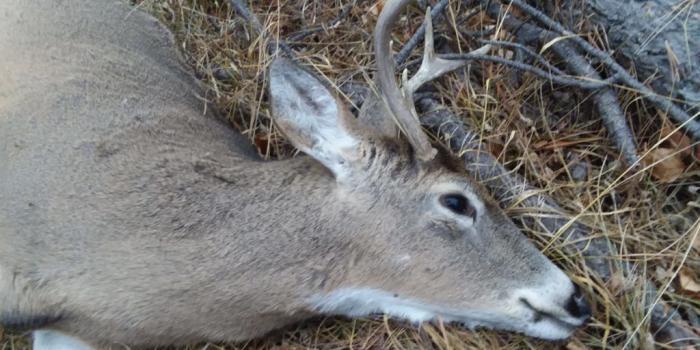 1024x768 Further spread of Chronic Wasting Disease alarms hunters, wildlife