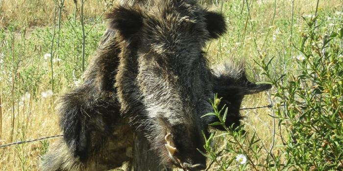 910x910 HD wallpaper: wild boar, hunting, corsican, animal killed, prey