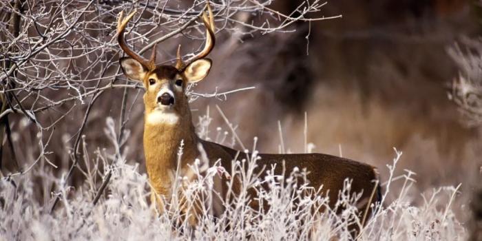 1024x768 Squirrel Winter HD desktop wallpaper : High Definition 1920×1200