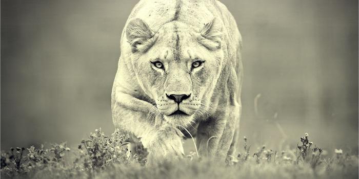 1922x1202 Lioness Hunting - VIP Wallpaper | HD Wallpapers