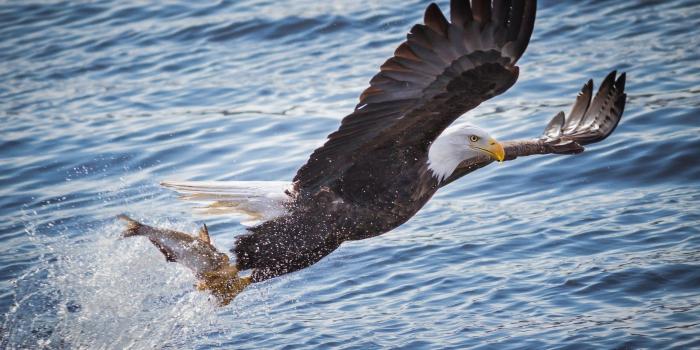 2560x1895 animals, Eagle, Fish, Birds, Water, Hunting Wallpapers HD