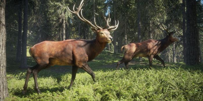 1920x1080 theHunter: Call of the Wild™ on Steam