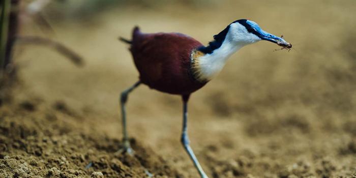 1500x1002 Amazon.com: Exotic Water Bird Photo Print, Hunting Insects
