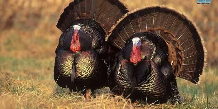 1366x768 Turkeys Wallpapers