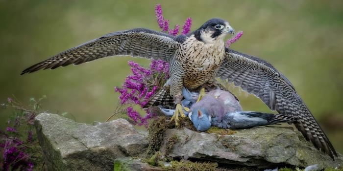 3840x2160 Image Hawk Birds Pigeons Dead Cadaver Corpse hunt animal 3840x2160