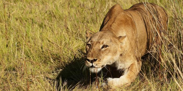 2560x1600 Lion, Cat Wallpapers, Widescreen, Grass, Pet Images Hunting,.jpg