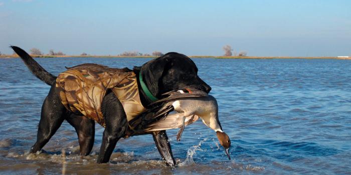 1024x768 Duck Hunting Mendota Wildlife Area