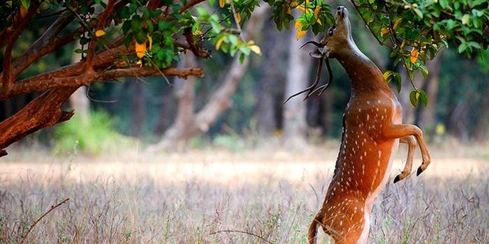 1600x1200 Free Whitetail Deer Wallpaper posted by Ethan Cunningham