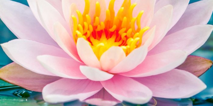 1080x1920 70+ Water Lily Wallpapers on WallpaperPlay