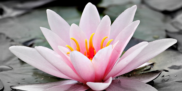 1080x1920 Sacred Lily Wallpaper | Flower phone wallpaper, Cool backgrounds