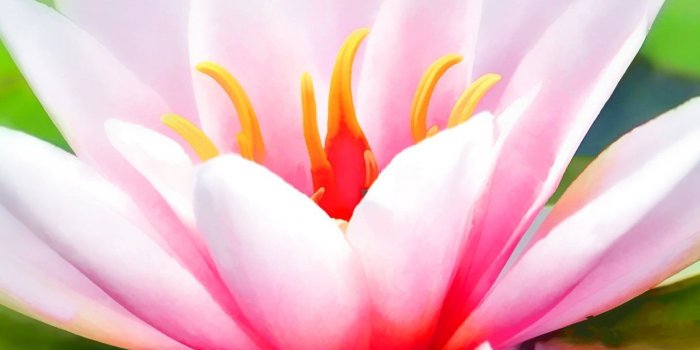 1440x2560 Water Lily Wallpaper - iPhone, Android & Desktop Backgrounds in