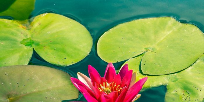 1080x1920 Earth/Water Lily (1080x1920) Wallpaper ID: 812666