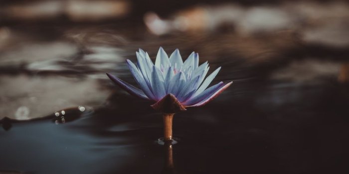 1000x1498 500+ Water Lily Pictures | Download Free Images on Unsplash
