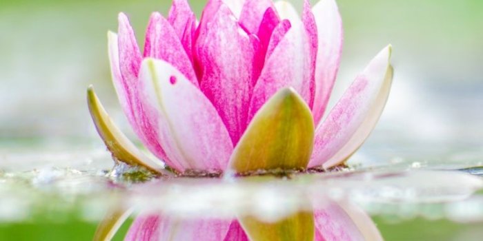 768x1024 Ipad 1/2/mini - Water Lily Wallpaper Hd (#1073981) - HD Wallpaper