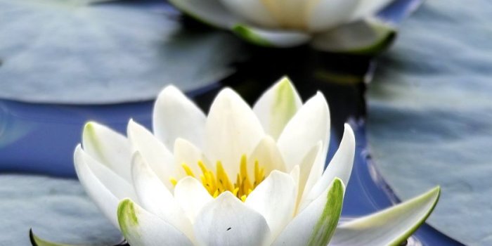 840x1336 Download 840x1336 wallpaper flora, white flowers, close up, bloom