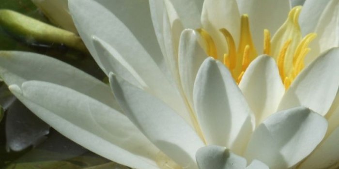 750x1334 Earth/Water Lily (750x1334) Wallpaper ID: 664303