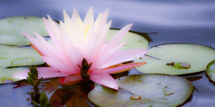 1920x1080 Free download Water Lily Wallpapers [1920x1200] for your Desktop