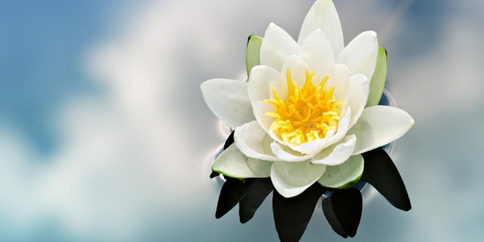 1920x1080 Water Lily - Phone wallpapers