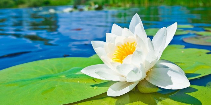 2560x1440 Water Lilies Wallpaper (72+ pictures)