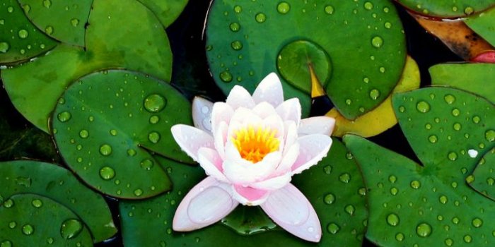 750x1334 Earth/Water Lily (750x1334) Wallpaper ID: 669574