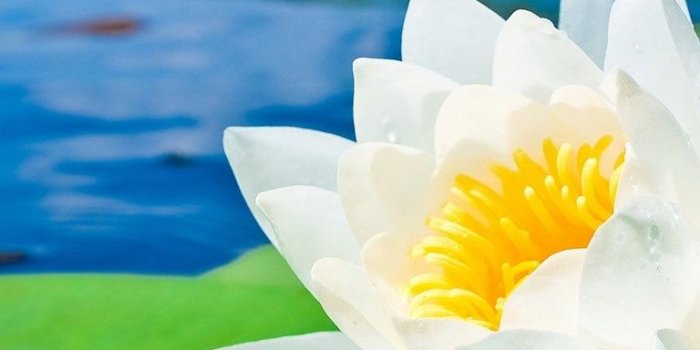 768x1280 Water Lily HD Wallpapers New HD Images Desktop Background