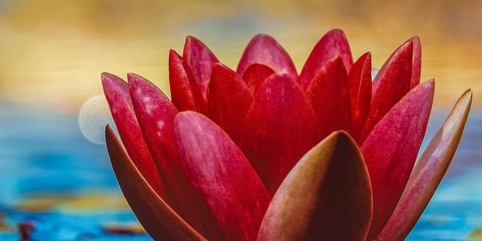2048x2732 Water Lily Wallpaper - iPhone, Android & Desktop Backgrounds
