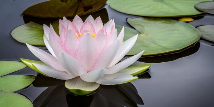 2560x1440 Water Lily HD wallpaper
