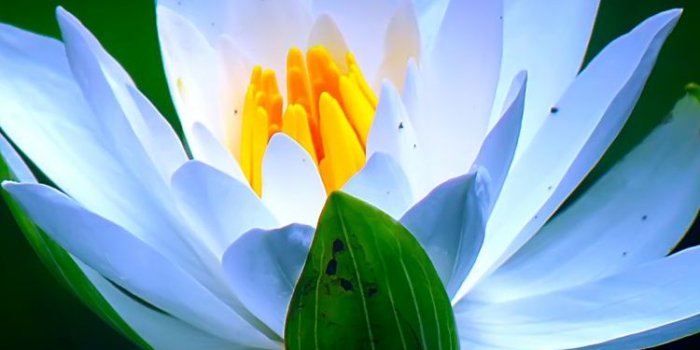750x1334 Download 750x1334 wallpaper white, pond, flower, water lily, bloom