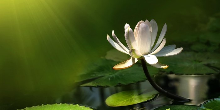 2560x1600 Water Lily Wallpaper for Android - APK Download