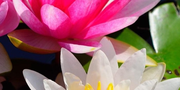 1080x1920 Wallpaper Pink and white water lilies 2880x1800 HD Picture, Image