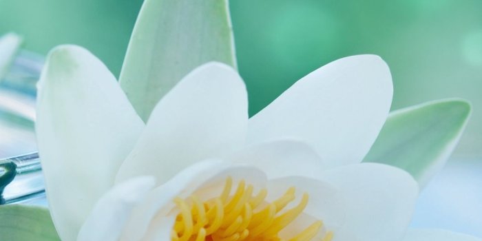 1080x1920 iPhone Wallpaper | Flower, fragrant white water lily, Petal