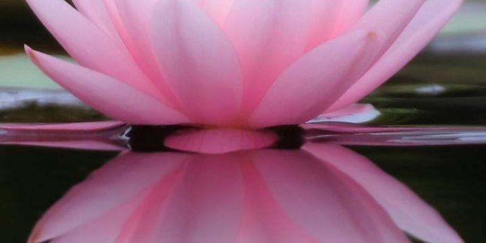 720x1280 Lake, flower, pink water lily, reflections, 720x1280 wallpaper