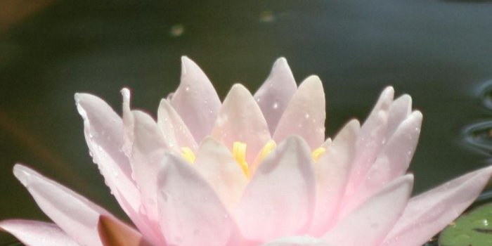 938x1668 Download wallpaper 938x1668 water lily, water, leaves, drops