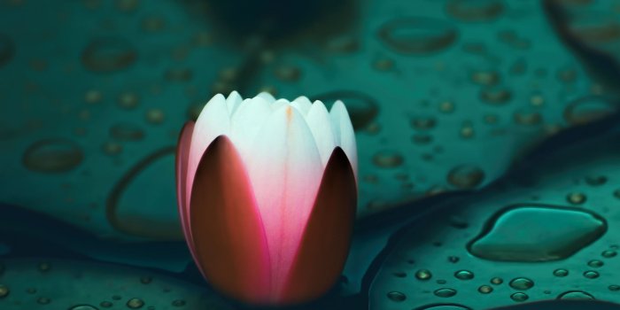 2048x2048 Water lily iPad Pro Wallpapers Free Download