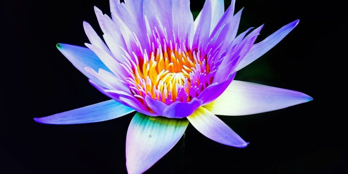 2560x2560 Wallpaper Water Lily, Purple, Dark background, 4K, Flowers, #16249