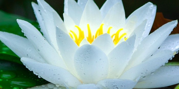 1280x2120 Download 1280x2120 wallpaper bloom, white, water lily, leaf, lake