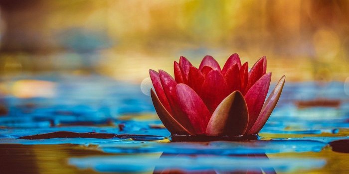 1280x871 Water Lily Aquatic Plant Flower Hd - Free photo on Pixabay