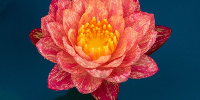 938x1668 Wallpaper Lotus, Water Lily, Water, Petals, Leaves - Iphone Water