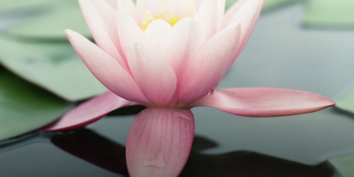 2111x1841 The “wallpaper” - Water Lily Ipad Background (#1778540) - HD