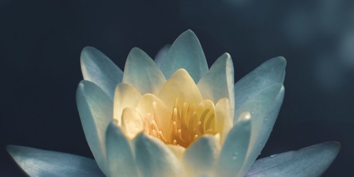 1280x2120 1280x2120 Water Lily iPhone 6+ HD 4k Wallpapers, Images