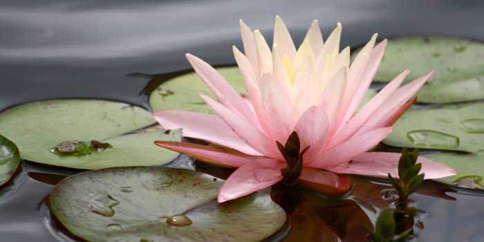 3970x2482 Free download Water Lily Wallpapers [3970x2482] for your Desktop