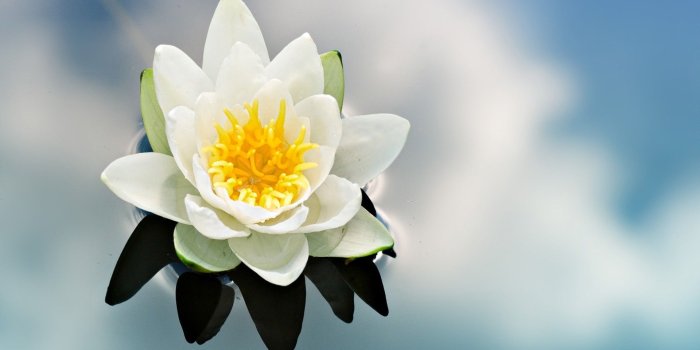 1920x1080 Water Lily Wallpaper (69+ images)
